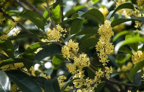 什么树可以嫁接桂花,桂花树嫁接用什么树作砧木