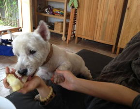 狗能吃梨吗,狗可以吃香梨吗