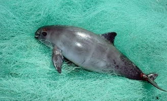 小头鼠海豚 最呆萌的动物,可是我们却要说再见了 