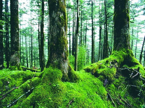 关于保护森林资源的诗句