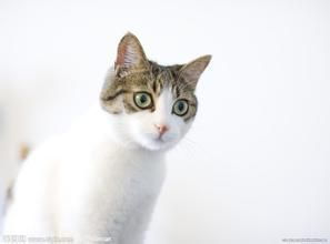 猫咪肠炎症状表现,猫咪肠炎症状表现猫的消化系统