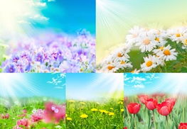 刺槐花图片大全鲜花,盛夏的绚丽之花——刺槐花的美丽与神秘