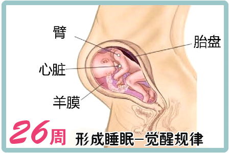 孕26周胎儿在哪个位置图，怀孕26周应该注意什么