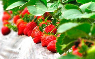 草莓的生长过程,草莓籽发芽种植方法全过程
