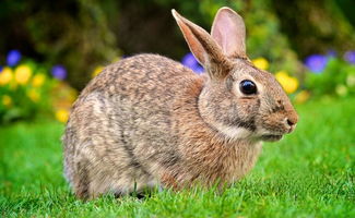 兔子耳朵有什么作用 爱宠问答 