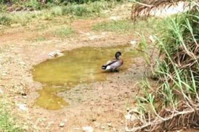 世界上最孤独的鸭子,是岛国唯一一只鸭子,最后结局却很悲伤