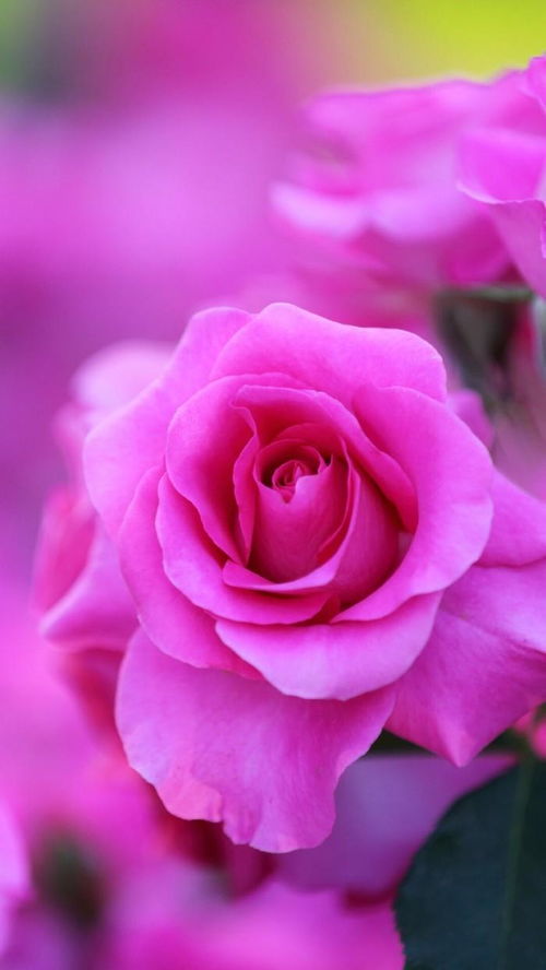 玫瑰予我,建议:玫瑰予我:浪漫之花如何成为爱情的永恒象征?