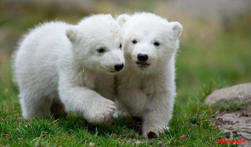 美丽佳人 瞬间融化 德国双胞胎北极熊萌亮相