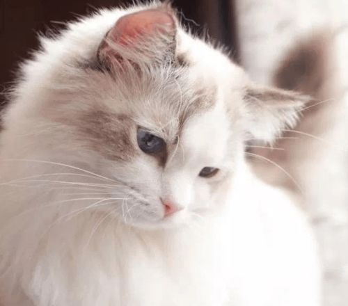 猫咪慢性肾衰早期有什么症状 如何治疗和预防