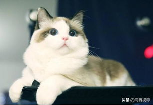 为什么别人养猫可以粉丝百万,而你只能在屏幕前云吸猫
