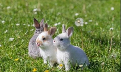 2020年谁是属兔人的生肖贵人 生肖兔2020年的贵人是谁