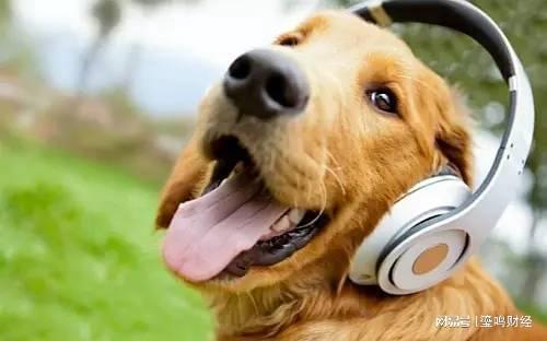 狗狗喜欢听的音乐,在你拿狗子没办法的时候,不妨给它听首音乐吧