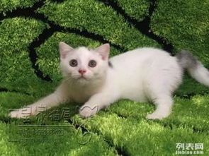 图 攀花银虎斑猫哪有卖的多少钱一只 北京宠物猫 