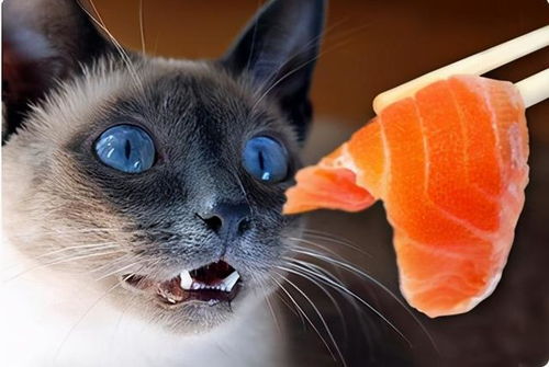 喜欢吃鱼的猫,为什么不能吃太多鱼 小心它中毒