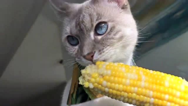 啃玉米的猫咪,看得我也想吃玉米了 