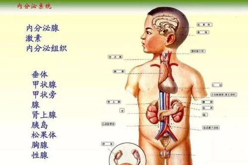 人体八大系统各有哪些常见疾病,原因是什么