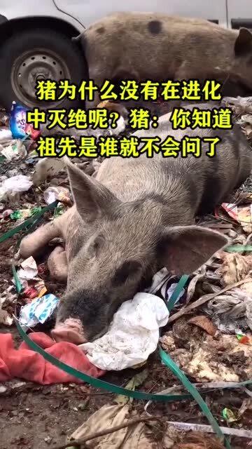 猪为啥没有在进化中解灭呢 猪 你知道祖先是谁就不会问了 