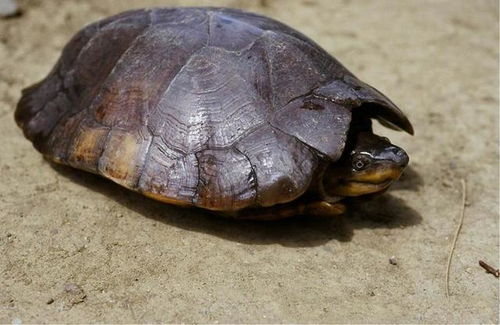 名列25种全世界最濒危龟类的 菲律宾粗颈龟 因为非法宠物贸易需求量高而严重受胁