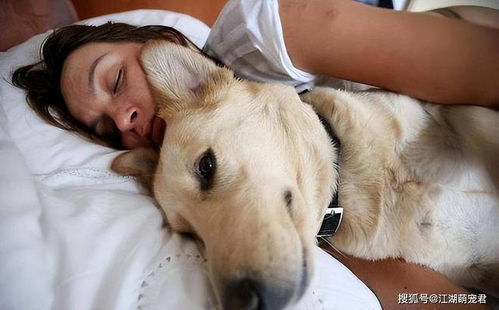 和狗睡 的几个好处,难怪大家都喜欢养狗,理由太真实
