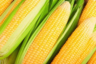 2023年什么时候收玉米 2023河南几月份掰玉米