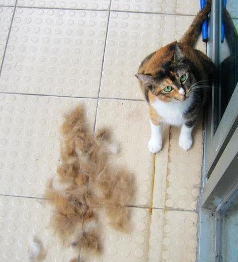 猫咪掉毛怎么办 哪里都是毛怎么办 3招教你改善猫咪掉毛的困境