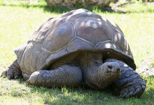 187岁 长寿龟 ,存活一个多世纪,人能存活到150岁吗