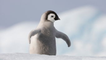 在南极上的一只卖萌小企鹅