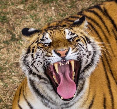 为什么老虎吃过人之后一定要杀死,动物学家的解释让人深思