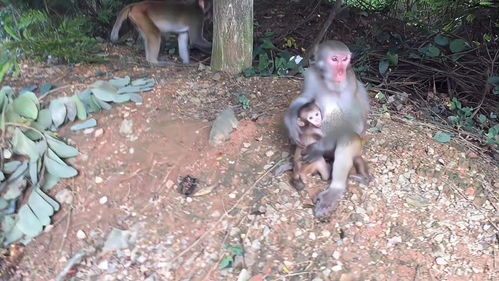 探索猕猴精彩百态 母猴为什么供不上小猴喝奶 知识创作官 