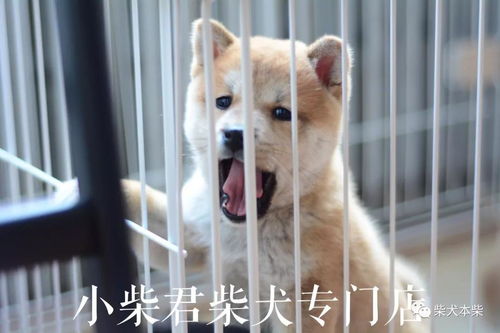 柴犬币将涨到1元被普遍看好,柴犬币的市场分析