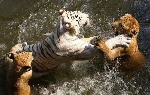 白虎在水中和狮子相遇,分分钟后场面就失控了