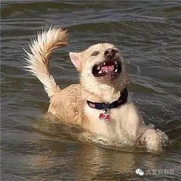 听说要去游泳,这些狗狗的举动笑死人了 