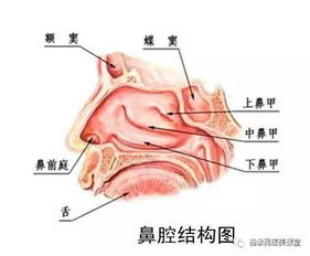 鼻综合整形 