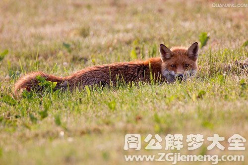 梦见红色的狐狸是什么意思 梦到红色的狐狸好不好 大鱼解梦网 