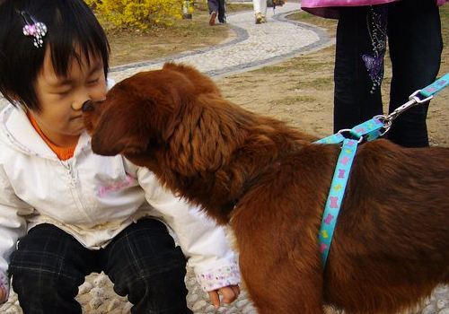 为什么中国大部分家长不让养狗