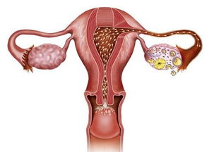 卵巢功能异常(卵巢功能异常是什么原因造成的)