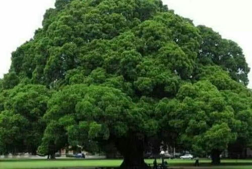 情感测试 假如下雨了,你想在哪棵树下避雨 测你究竟有多聪明