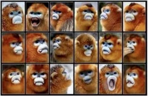 人脸识别技术已经很成熟了,但 猴脸识别 是什么鬼 MixLab 论文解读