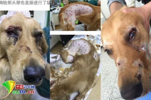 最严禁狗令1月1日施行,在武汉养犬的你需要知道这些