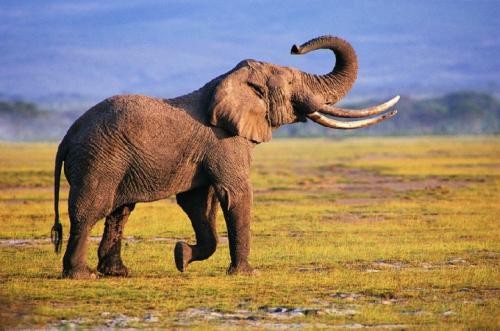 大象产肉量那么高,历史上人类为什么不养殖大象 专家 得不偿失