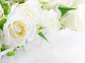白色的玫瑰花语有哪些,白色玫瑰花语的魅力与寓意：送花人的完美之选