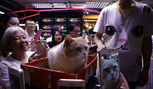 猫儿社交网络走红成为香港宠物明星,吸引大量粉丝
