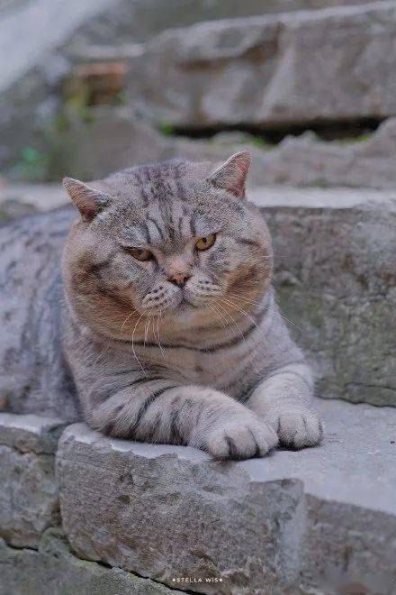 全网寻找惠山寺那只网红猫 大师兄 ,它又不见了