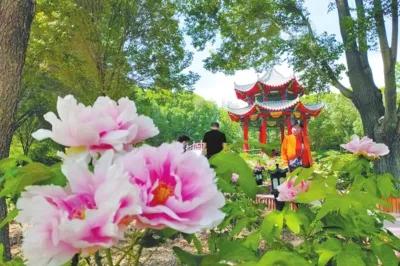 乌鲁木齐五一赏花指南 推荐徒步路线(乌鲁木齐植物园周边免费停车场)