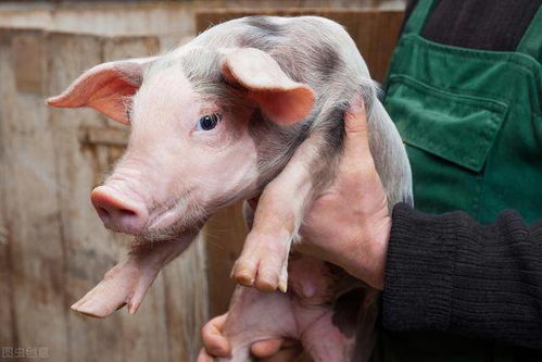 如何才能养好猪 养好猪,我们需要做什么