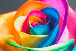 彩虹玫瑰能种出来吗,可以种彩虹玫瑰吗?