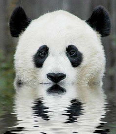 大熊猫濒临灭绝的原因 