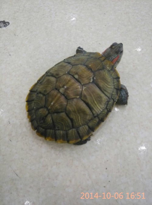 谁能告诉我这是什么龟,是水龟还是陆龟 是什么品种 应该怎样饲养 放置在什么容器喂养 是否容易存活 