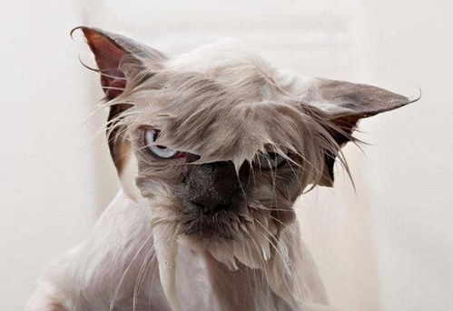 猫咪为什么怕洗澡 原因有6个