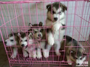 图 出售灰桃阿拉斯加幼犬 北京宠物狗 